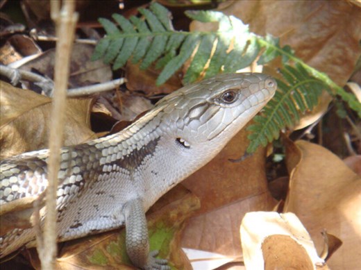 Blue tongue skink, Byron Bay, NSW