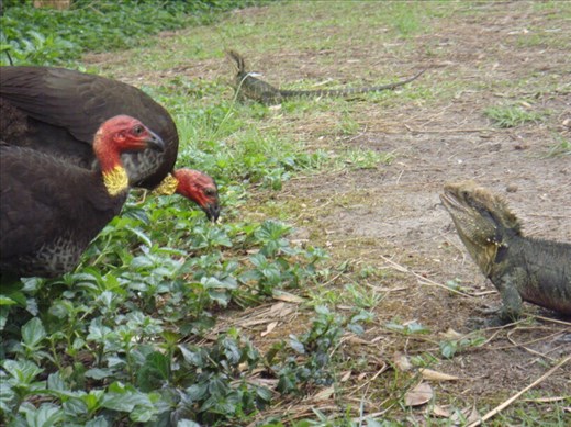 Mexican standoff: bush turkey vs. bearded dragon, Byron Bay, NSW