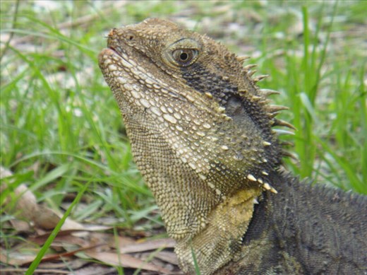 Bearded dragon, Byron Bay, NSW
