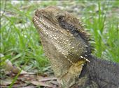 Bearded dragon, Byron Bay, NSW: by thomasz, Views[325]