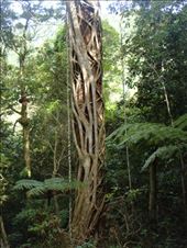 Strangle fig, Lamington NP, QLD: by thomasz, Views[161]
