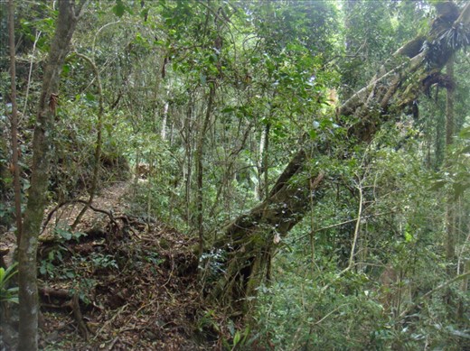 Rainforest on a slope, Lamington NP, QLD
