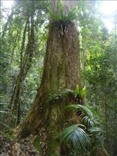 Forest giant, Lamington NP, QLD: by thomasz, Views[226]