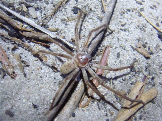 Crawled up my leg, Huntsman, Great Sandy NP, QLD