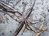 Crawled up my leg, Huntsman, Great Sandy NP, QLD: by thomasz, Views[242]