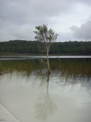 Tree in Lake Birrabeen, Fraser Is., QLD