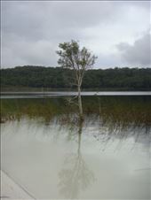 Tree in Lake Birrabeen, Fraser Is., QLD: by thomasz, Views[241]