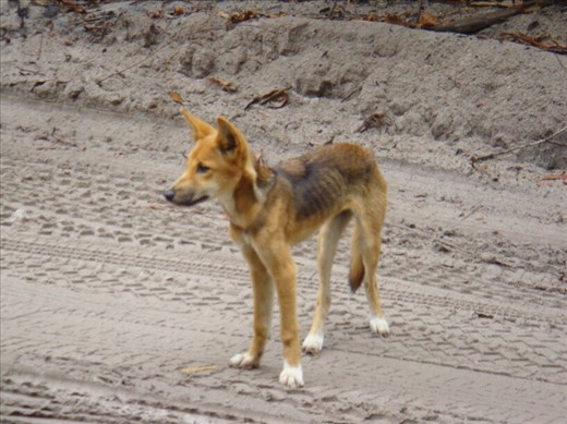 Young dingo, Central Station, Fraser Is., QLD