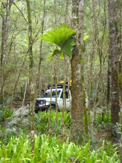 Staghorn fern, Central Station, Fraser Is., QLD