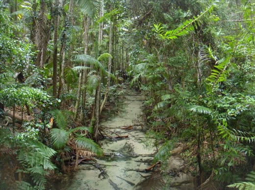 Rainforest, Central Station, Fraser Is., QLD