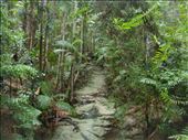 Rainforest, Central Station, Fraser Is., QLD: by thomasz, Views[195]