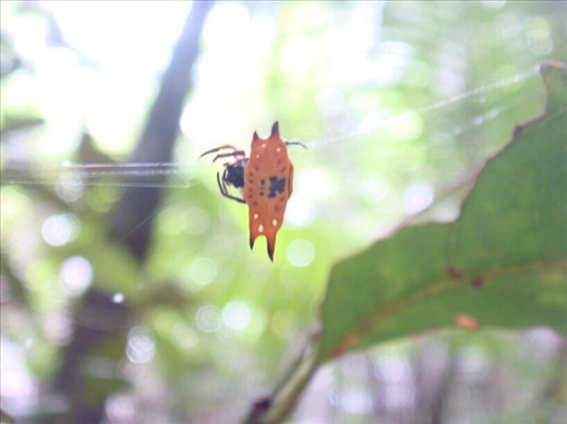 Orange wheel weaving spider, Fraser Is., QLD