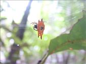 Orange wheel weaving spider, Fraser Is., QLD: by thomasz, Views[218]