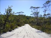 Sand track under a steel blue sky, Fraser Is., QLD: by thomasz, Views[219]