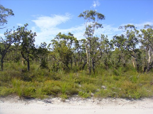 Bright side of the road, Fraser Is., QLD