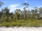 Bright side of the road, Fraser Is., QLD: by thomasz, Views[138]