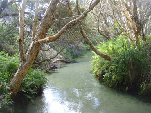 Eli Creek, Fraser Is., QLD