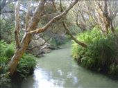 Eli Creek, Fraser Is., QLD: by thomasz, Views[145]