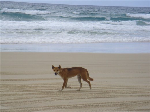 Dingo on the beach, Fraser Is., QLD