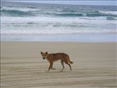 Dingo on the beach, Fraser Is., QLD: by thomasz, Views[201]
