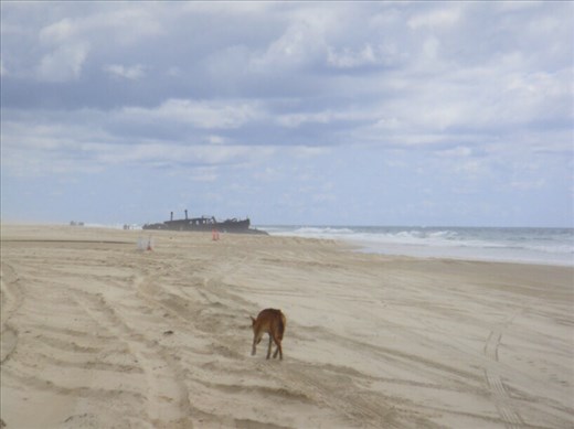 Dingo with shipwreck, Fraser Is., QLD