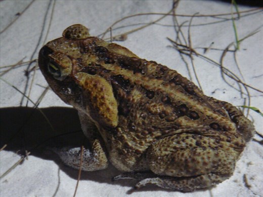 Cane Toad, Fraser Is., QLD