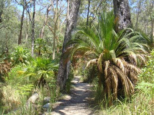 Palm, Carnarvon Gorge NP, QLD