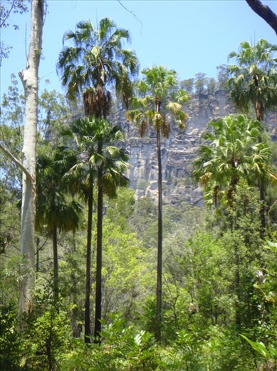 Group of palm trees, Carnarvon Gorge NP, QLD