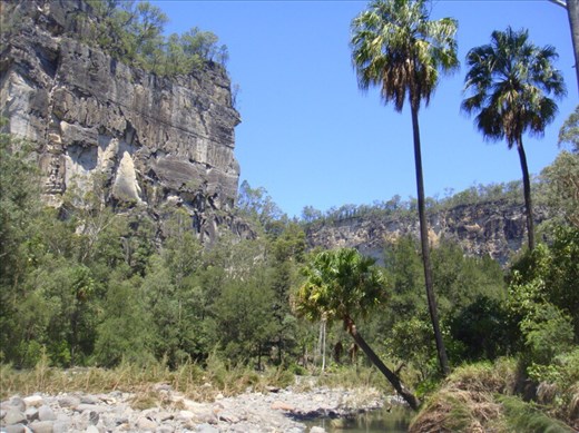 Palms and sheer cliffs, Carnarvon Gorge NP, QLD