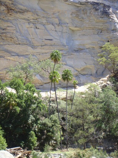 Dwarfed by cliffs, Carnarvon Gorge NP, QLD
