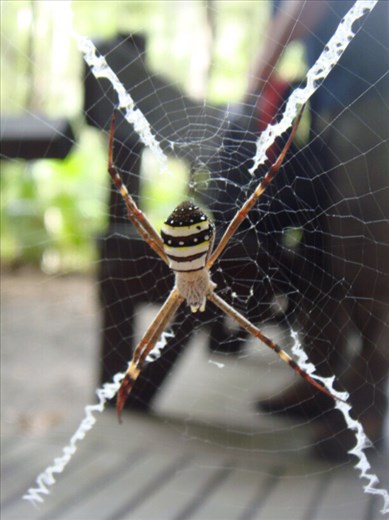 St. Andrew's Cross Spider, Carnarvon Gorge NP, QLD