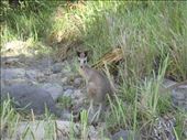 Grey roo, Carnarvon Gorge NP, QLD: by thomasz, Views[145]