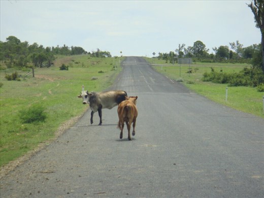 Unfenced cattle, QLD