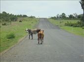 Unfenced cattle, QLD: by thomasz, Views[114]