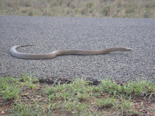 King brown snake, near Blackall, QLD