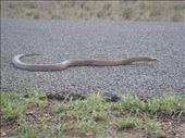 King brown snake, near Blackall, QLD: by thomasz, Views[139]