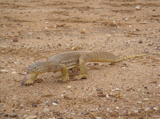 Gould's goanna, near Yaraka, QLD