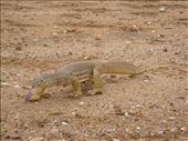 Gould's goanna, near Yaraka, QLD: by thomasz, Views[134]