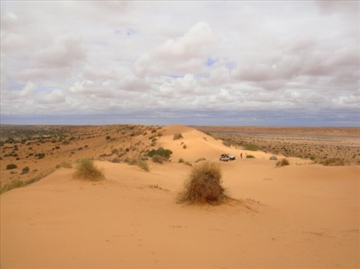 Dune as far as you can see, Simpson Desert, QLD