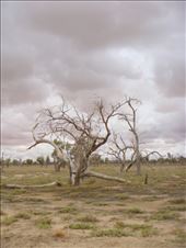Welcome to Mordor, Simpson Desert, QLD: by thomasz, Views[131]