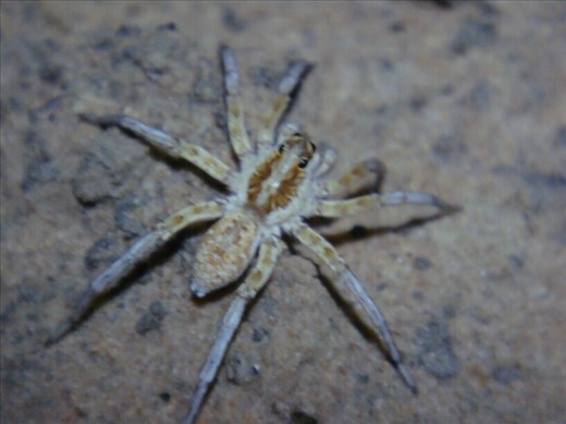 Green eyes in the dark!, Simpson Desert, QLD