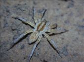 Green eyes in the dark!, Simpson Desert, QLD: by thomasz, Views[126]