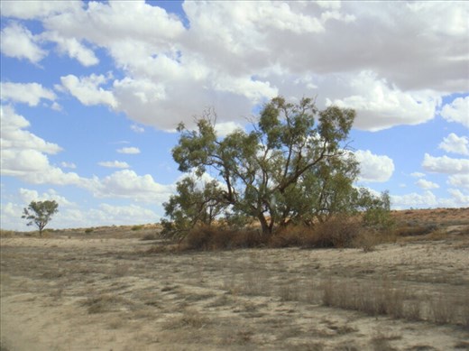 On Walkers Crossing Track, SA