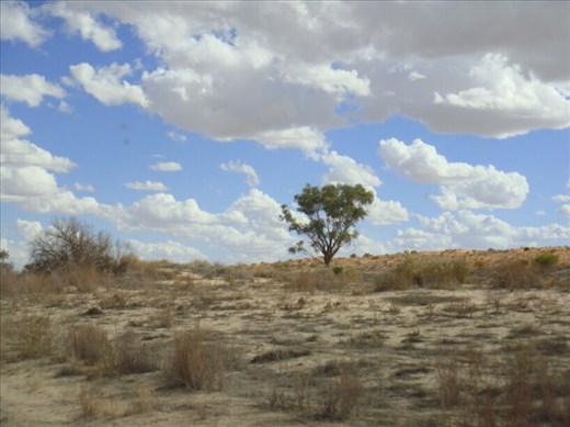 Lone tree, Walkers Crossing Track, SA