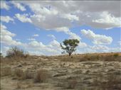 Lone tree, Walkers Crossing Track, SA: by thomasz, Views[84]
