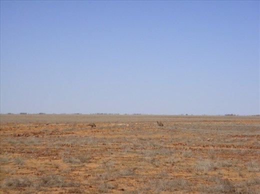 Emus in the outback, SA