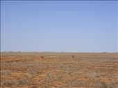 Emus in the outback, SA: by thomasz, Views[120]