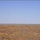 Emus in the outback, SA: by thomasz, Views[122]