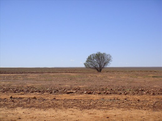 Non-conformist bush, Sturt Stony Desert, QLD