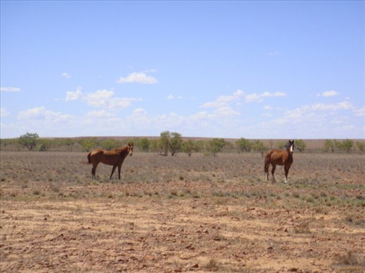 Flying Burrito Brothers, QLD